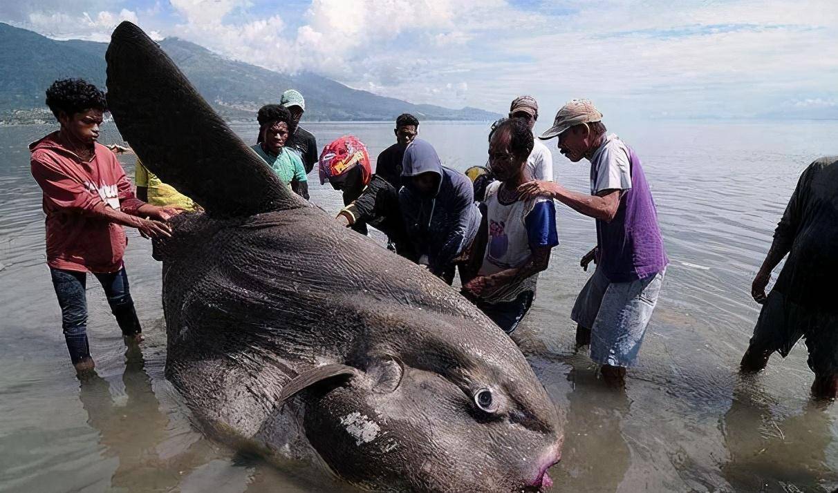 世界上最傻動物翻車魚，完全沒有自保能力，被海豹吃掉也無動于衷