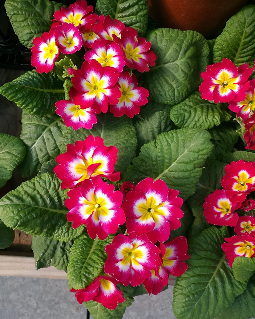 如何使用阿司匹林高效養花？
