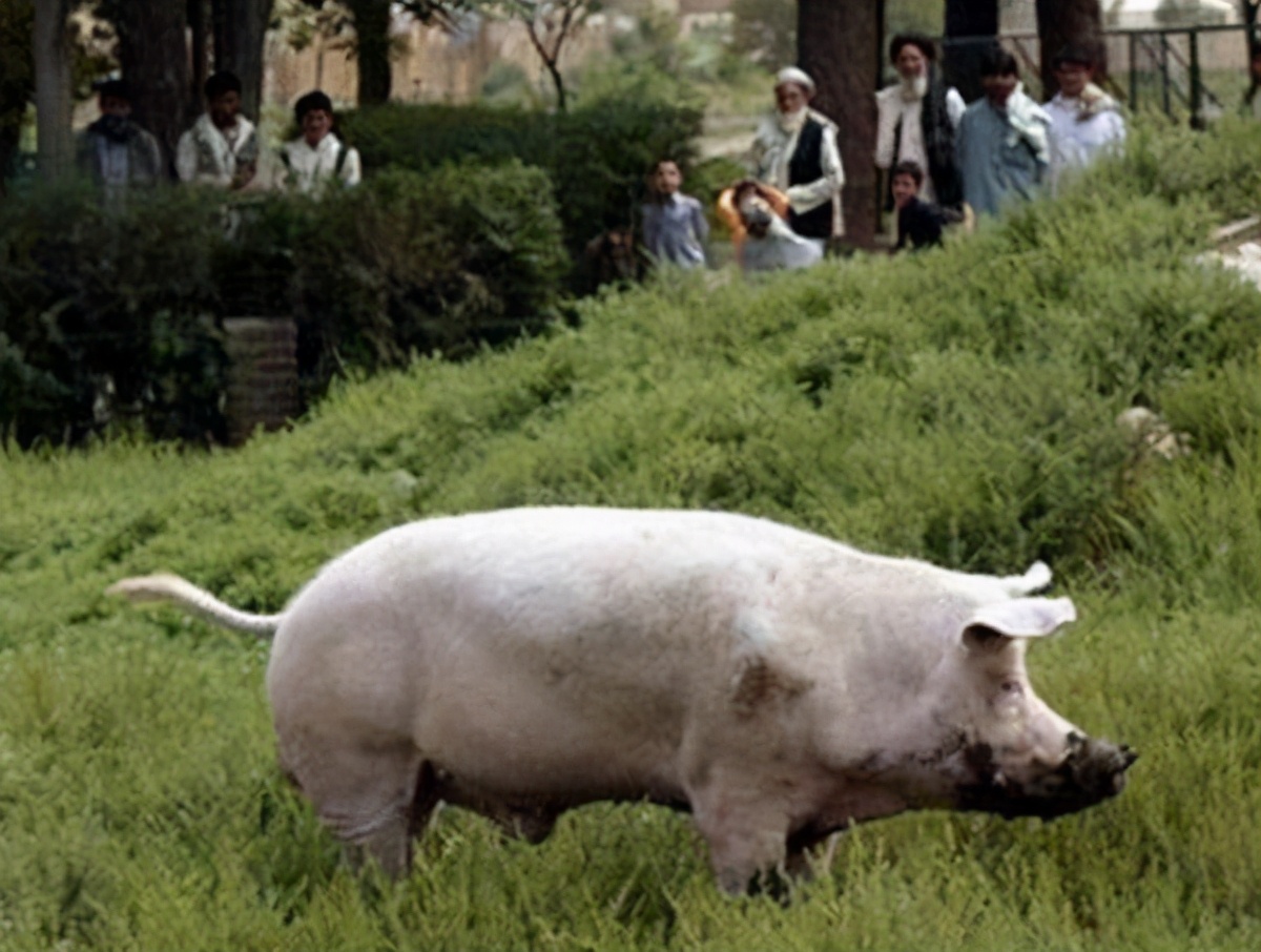 18年前,阿富汗收到中国送的一头猪,不仅好吃好喝对待还奉为国宝