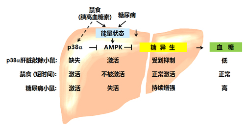 喝水会不会引起血糖降低？医生：适当喝水有利于血糖控制