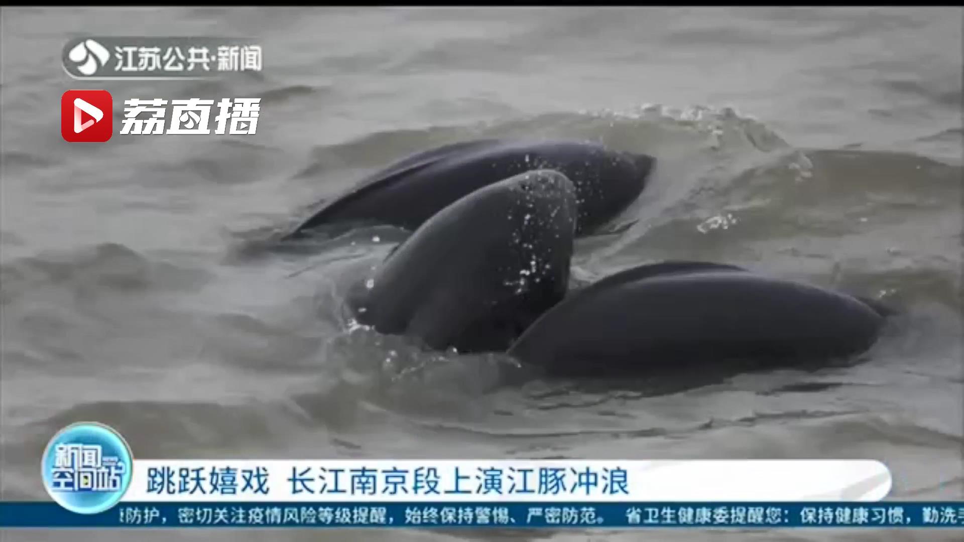 跳跃嬉戏 长江南京段上演江豚“冲浪”
