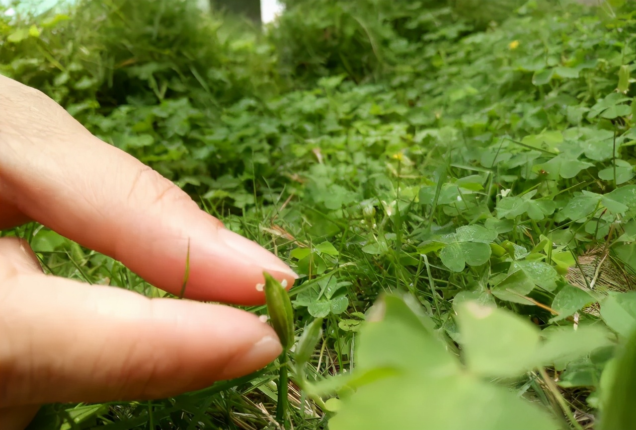 柑橘叶片上附着一些枣红色虫子？如何用药？