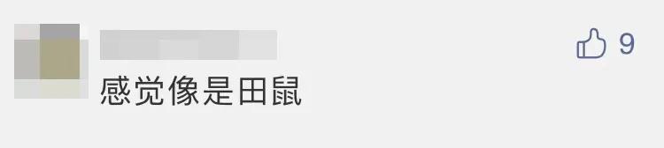 热议-嫦娥五号着陆瞬间:小动物抢镜,预示着什么、到底是玉兔还是沙狐