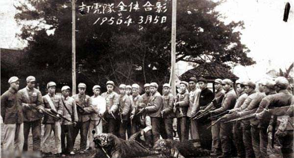 東北虎的三次遷徙浪潮，持續時間上百年，當下是關鍵時期