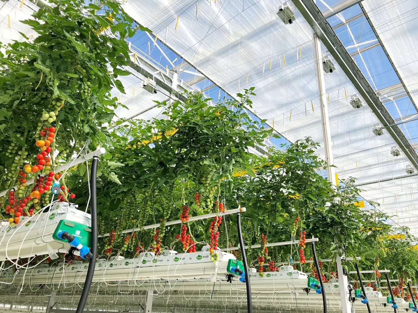 温室大棚里的串收番茄基质无土栽培技术干货满满、智能温室工程