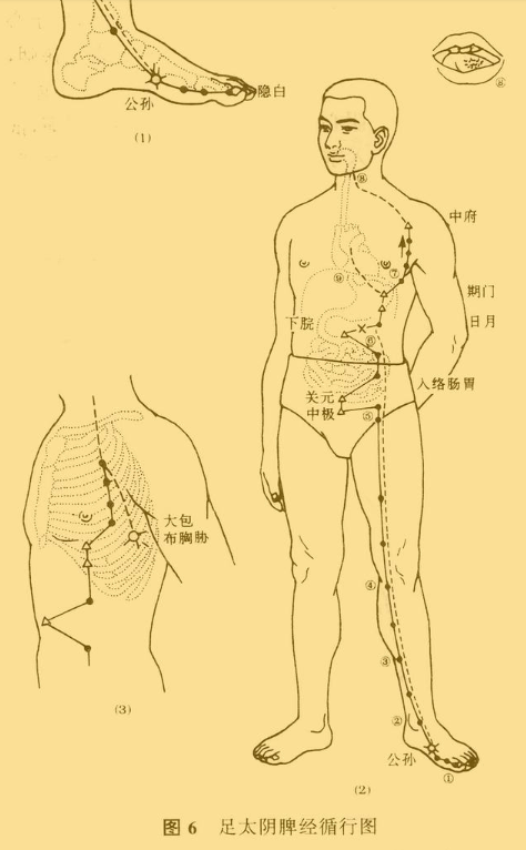 中醫推拿之十二經脈詳解圖附具體穴位定位和經脈走向