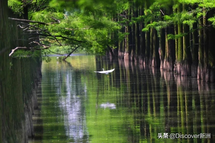 新洲涨渡湖湿地公园游人如织 众多市民前来踏青游玩