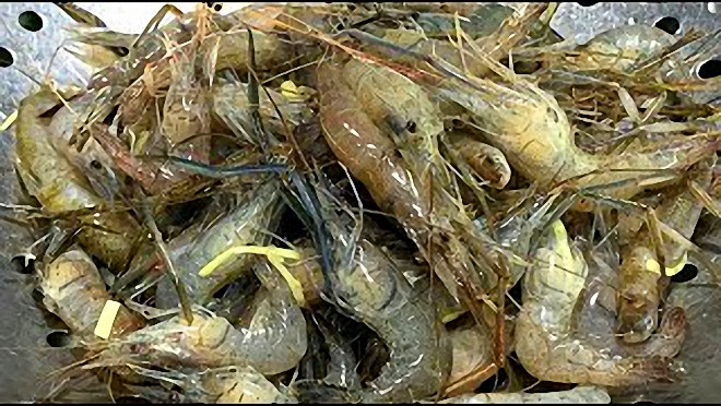 Two ways to eat a plate of river prawns, delicious and delicious.