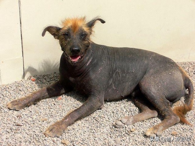 世界十大最名贵狗狗，有你喜欢的吗？