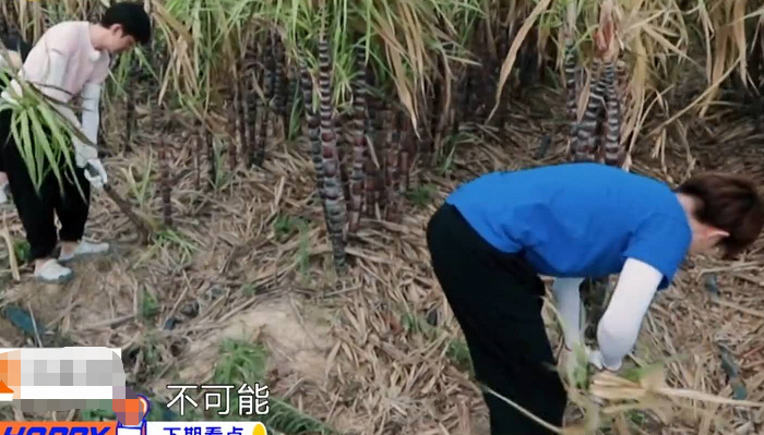 任嘉伦做客《向往》，看到穿的衣服，这才是参