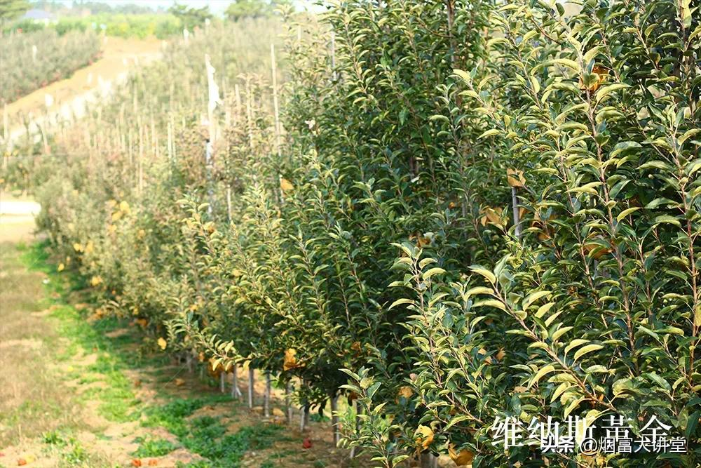 种植维纳斯黄金®苹果的果农朋友们,这个你一定要看