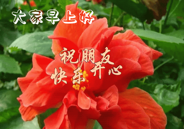 2月13日正月二十最新早上好祝福语 春天最美问候图片带字带鲜花