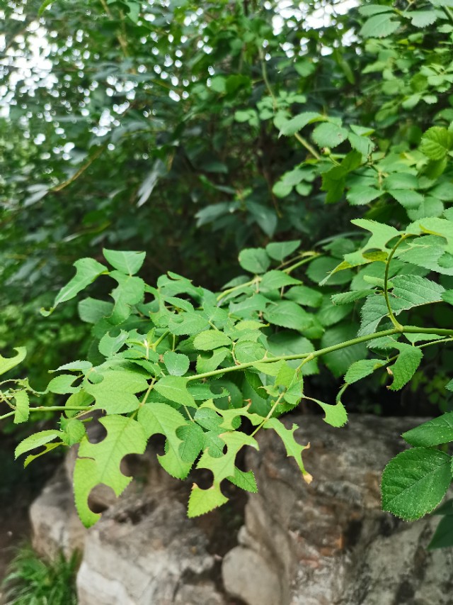 如何用园林栽培技术防治园林植物病虫害