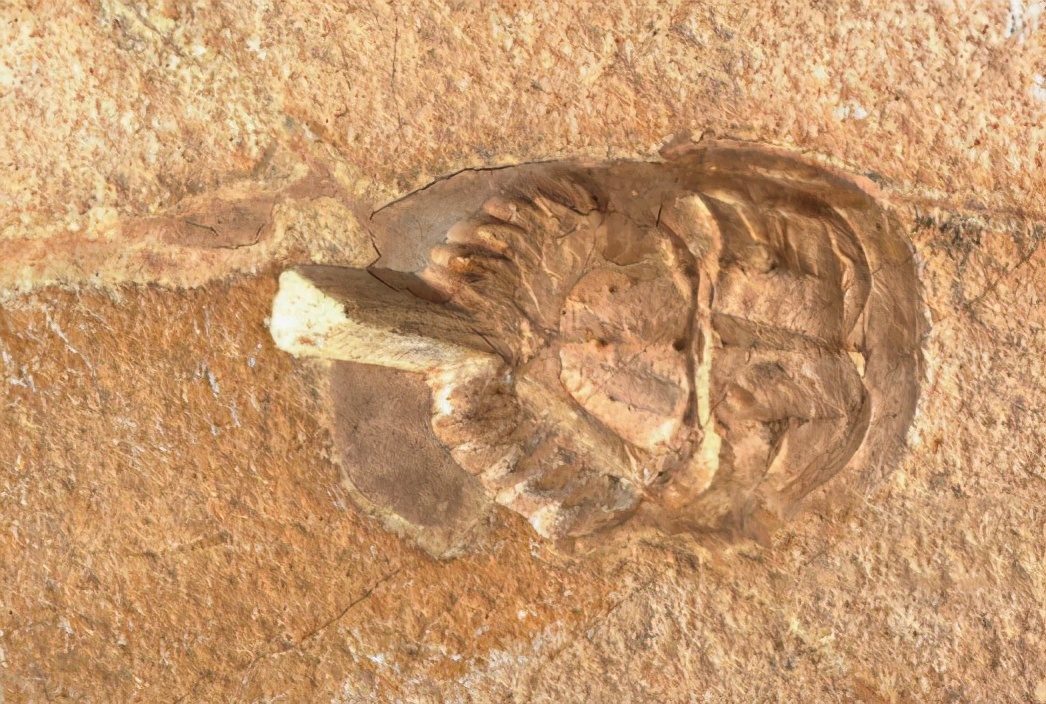 鲎化石鲎先是成为食材,后又沦为试剂,我们还未彻底搞清楚它的价值,就