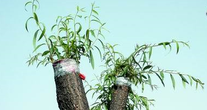 柳絮讓人苦不堪言，沒想到還是美食，在吃貨麵前為何依然猖狂？