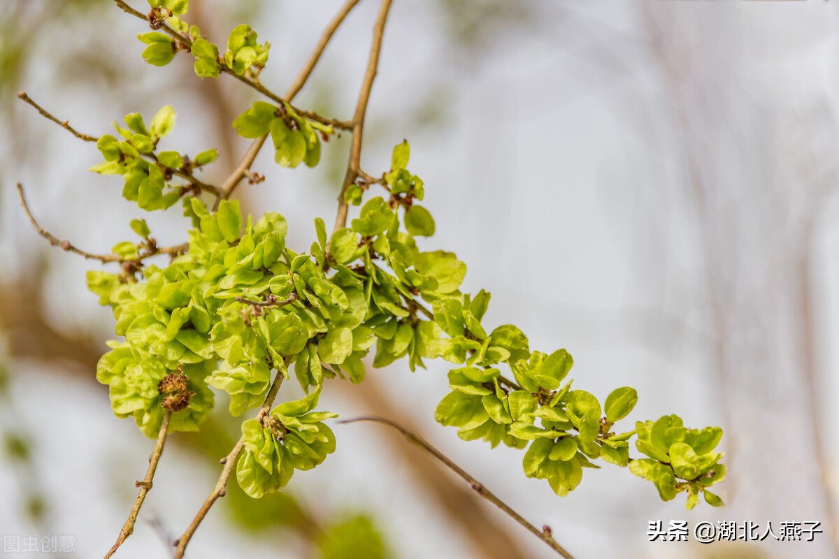 65种野菜图片 带你认识不同的野菜和吃法 你想要的野菜这里都有 湖北人燕子 Mdeditor