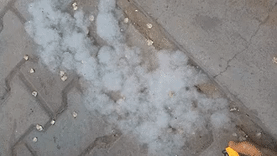 柳絮讓人苦不堪言，沒想到還是美食，在吃貨麵前為何依然猖狂？