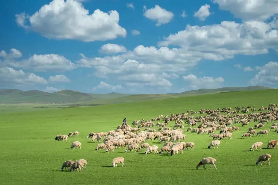 大庄园被授予 “生态羊屠宰加工示范企业”