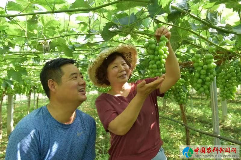 眉縣逸凡家庭農(nóng)場：“陽光玫瑰”葡萄成致富果