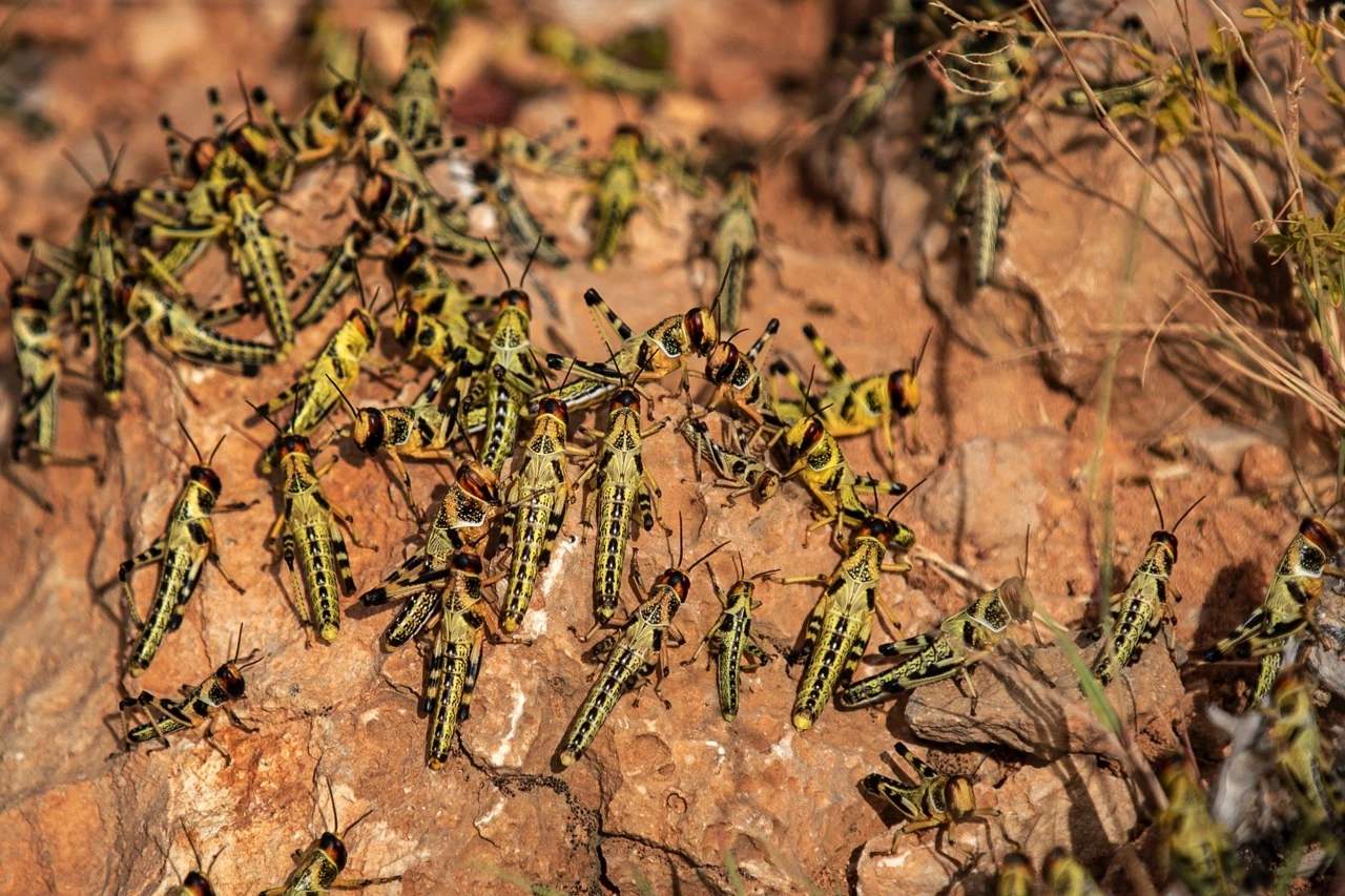 中國古代經(jīng)常發(fā)生蝗災，農民為什么不吃蝗蟲？沒你想的那么簡單