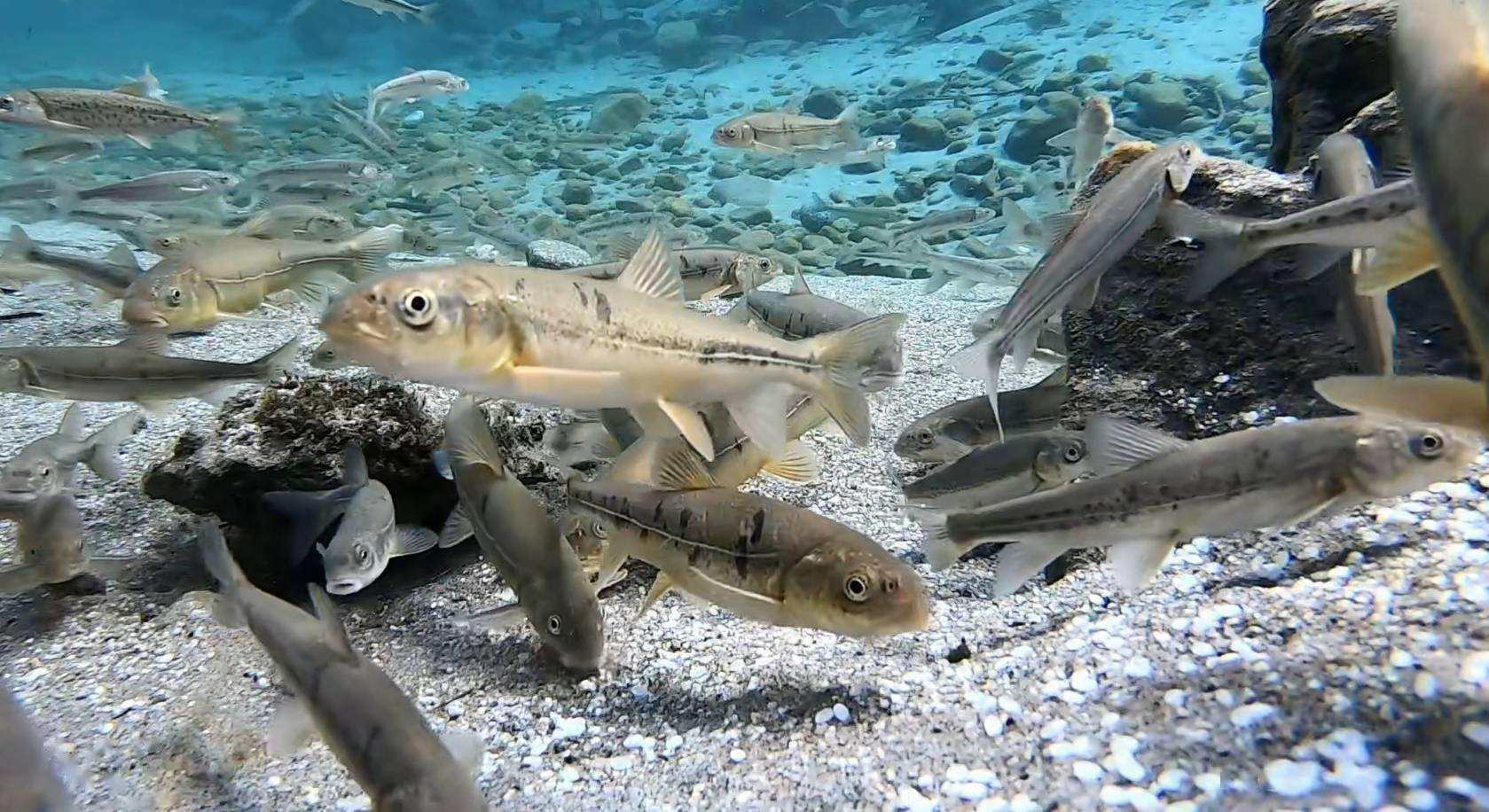 鱼类品种比较单一,当地的鱼类品种主要是高原裸鲤,细鳞条鳅,拉萨条鳅