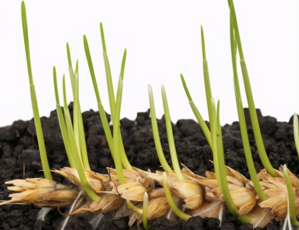 小麦栽培管理技术 根据几点去种植 减少病虫害发生 产量品质高 乡村小华168 Mdeditor