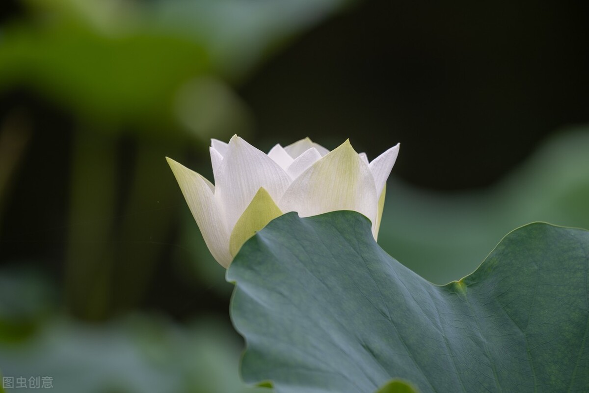 八月 流萤染夏 夏花灿烂 不亏待每一份热情 不讨好任何的冷漠 Mp头条