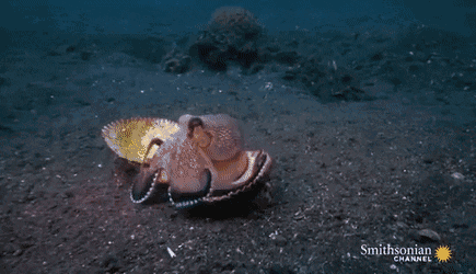 八只脚当中有一只是生殖器，交配完就会死亡的章鱼
