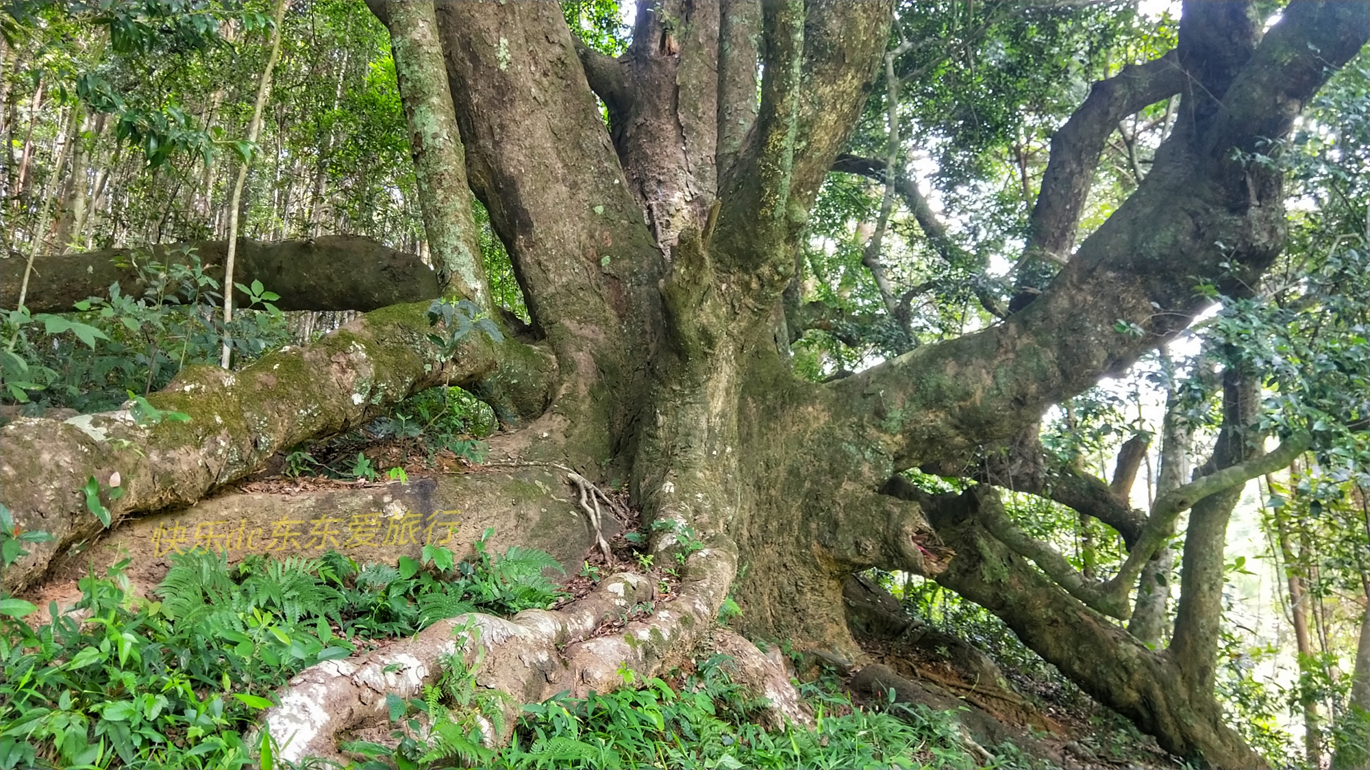 广东平远泗水千年古檀树独木成林如百足怪兽枝干又如群龙飞舞