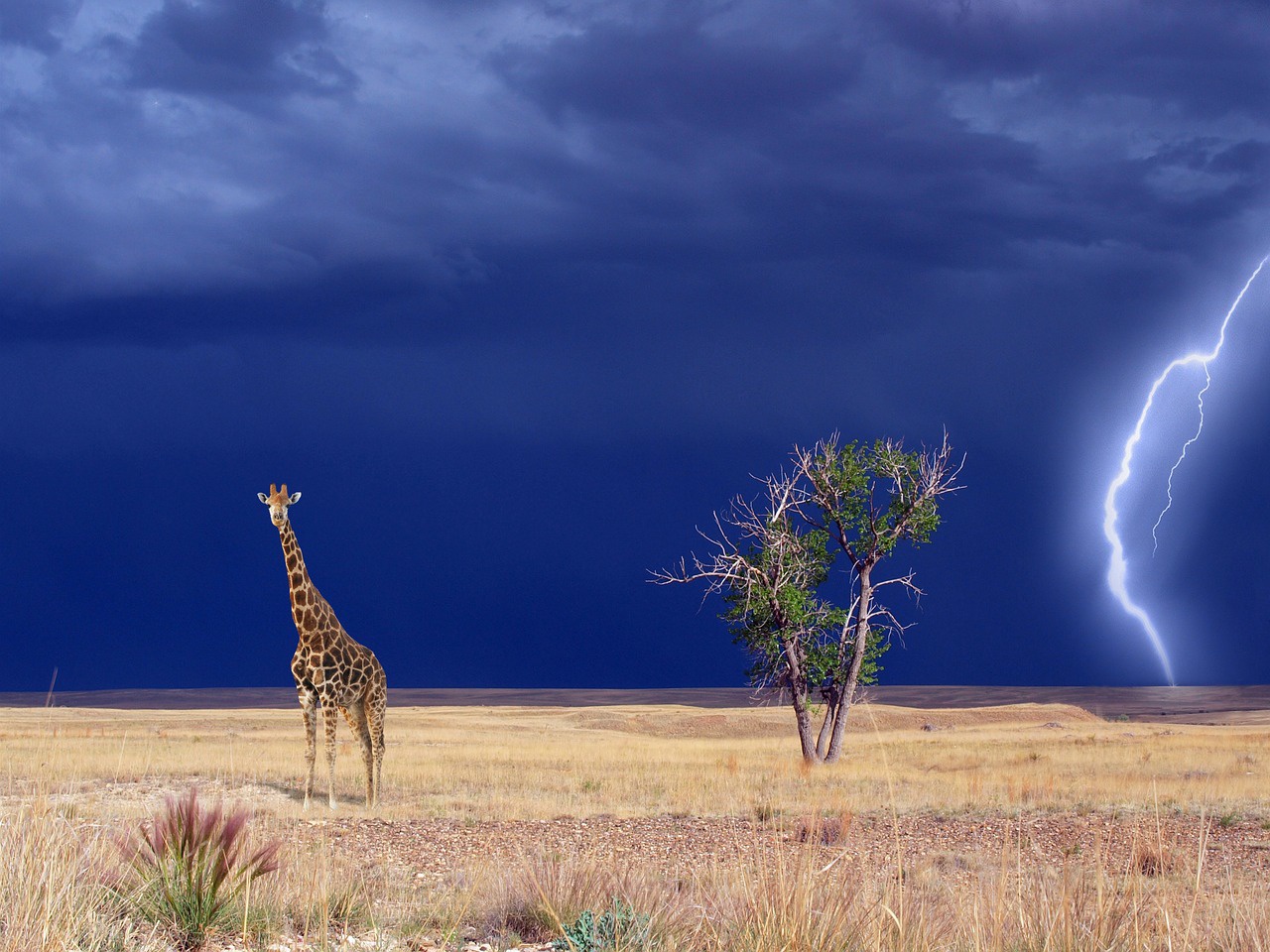看百科学英语：Giraffe长颈鹿
