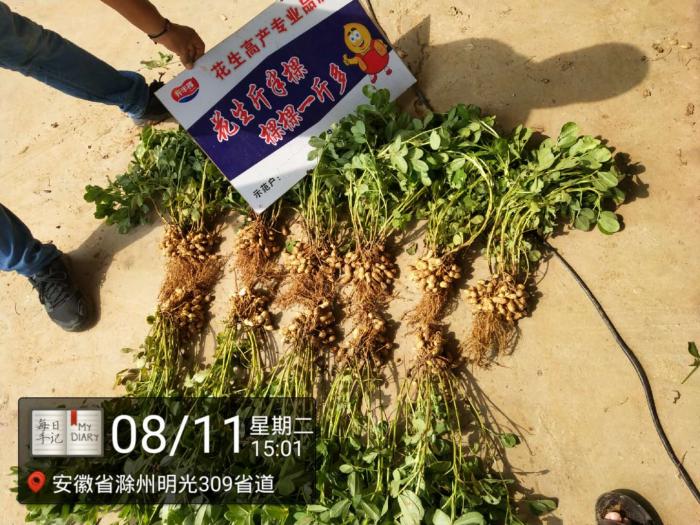 适合东三省用的花生三遍药，斤半棵大包装一套10亩地