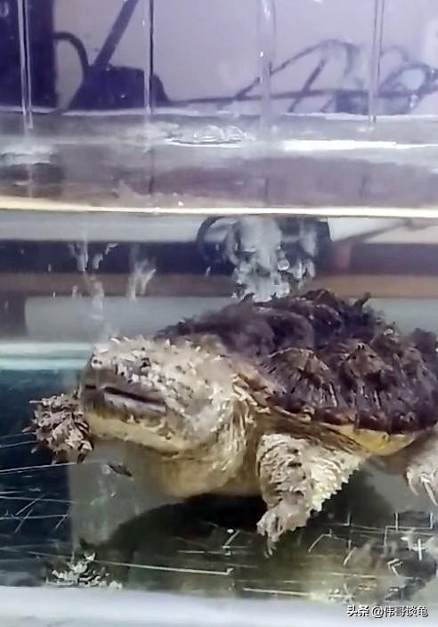 鳄龟深水、浅水饲养的利与弊