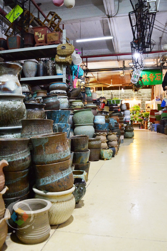 重庆杨家坪花鸟城避坑指南：鲜切花绝不能买，小型动植物品相最好