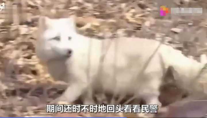 不愧是“狐貍精”，知道“有困難找警察”！東北銀狐進派出所求助