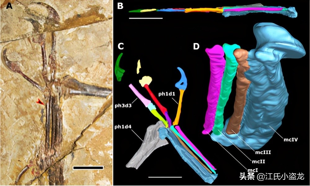 侏羅紀的翼龍竟然會“擒拿手”