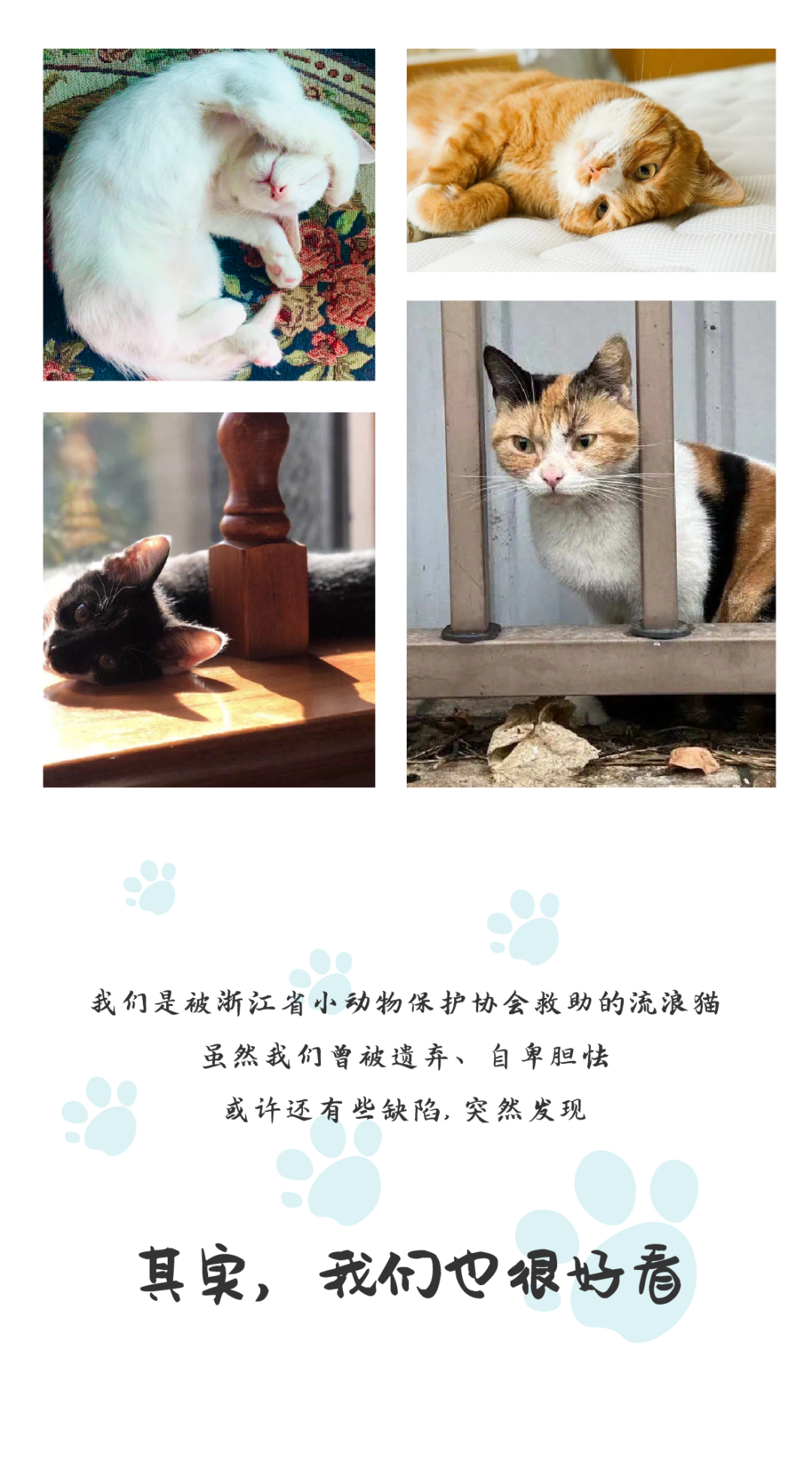 温馨暖冬计划开启，一起为流浪的毛孩子们加油