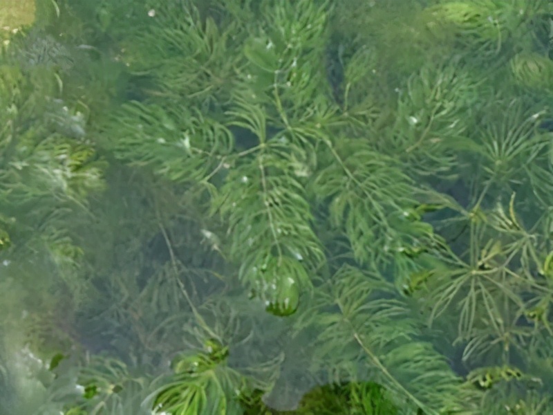 水草种类及栽培 水生草本植物是许多水生动物的栖身地和庇护所 实用养鱼 西南渔业网 丰祥渔业网 永川水花网 水产养殖专业网站欢迎您的光临