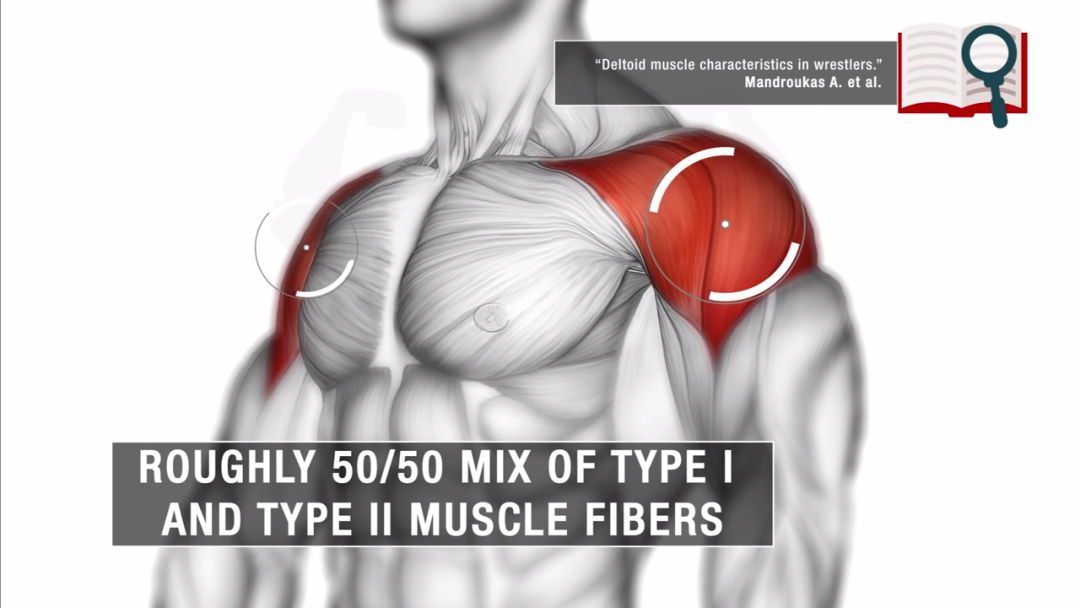 The Back Deltoid Is Good You Are The 3d Shoulder Hanger Inews