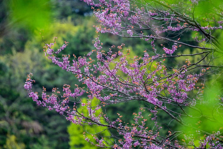 麥積山植物園春花爭艷
