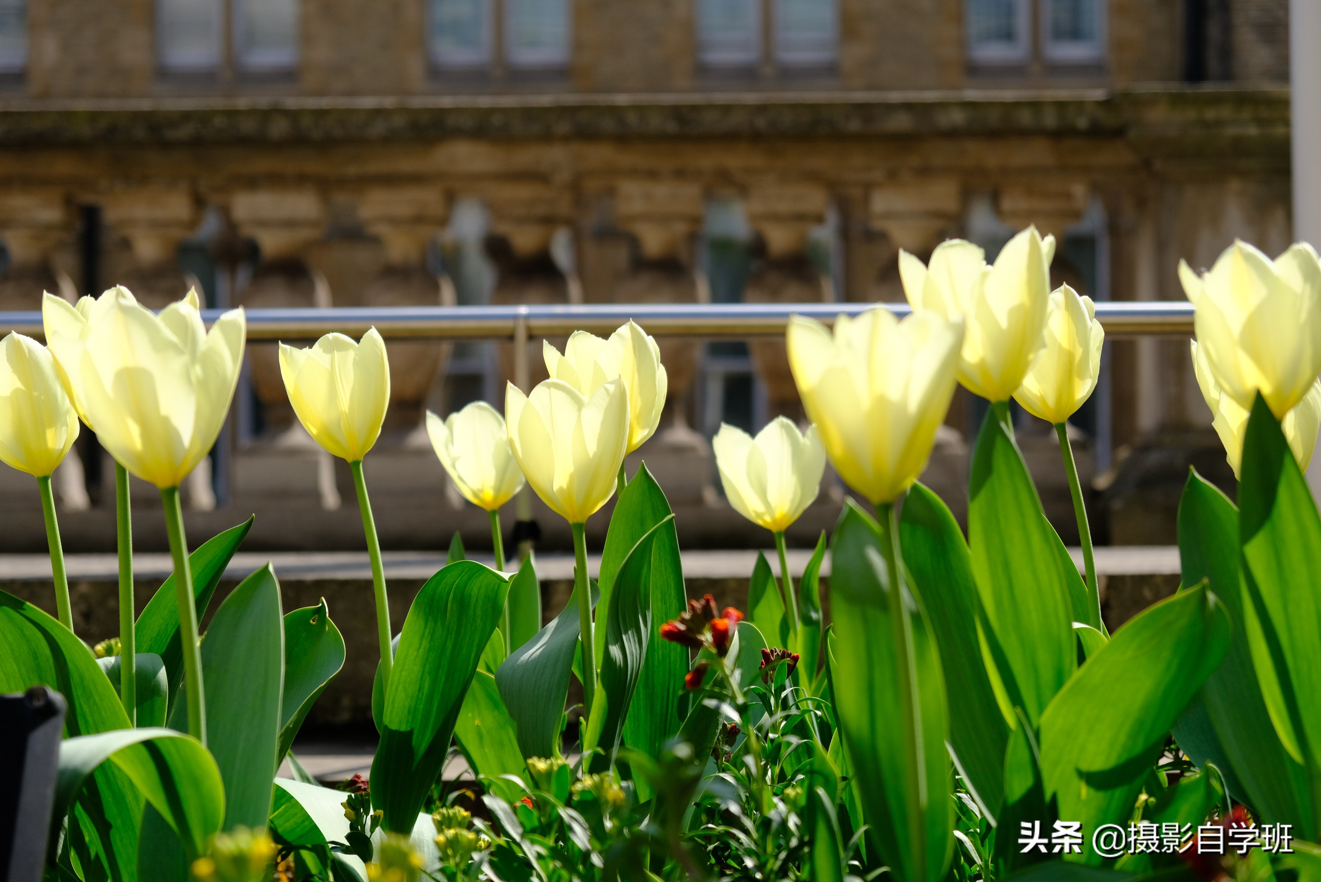 这6个摄影技巧,帮你春天把花朵照片拍好看,构图角度微距都讲解这6个