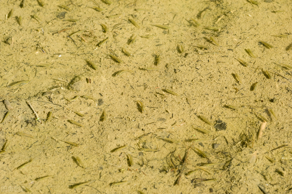 外來物種食蚊魚入侵中國泛濫成災，一天吃蚊2000隻，現在如何了？