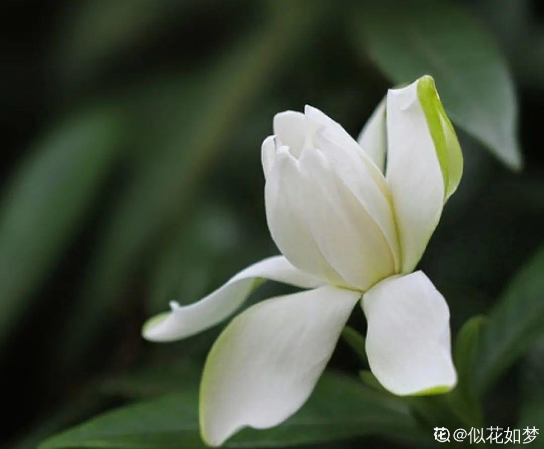 10種“臟臟”花，愛干凈的人別養，會招蟲子