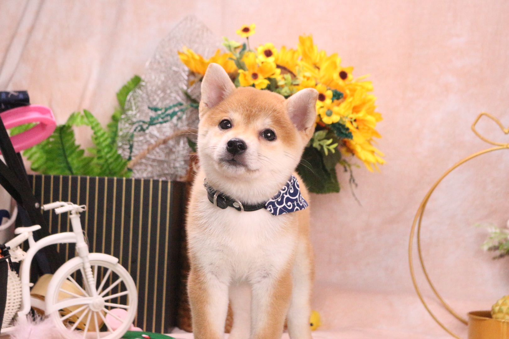 你家的柴犬标准吗？柴犬的标准身形怎么看？8