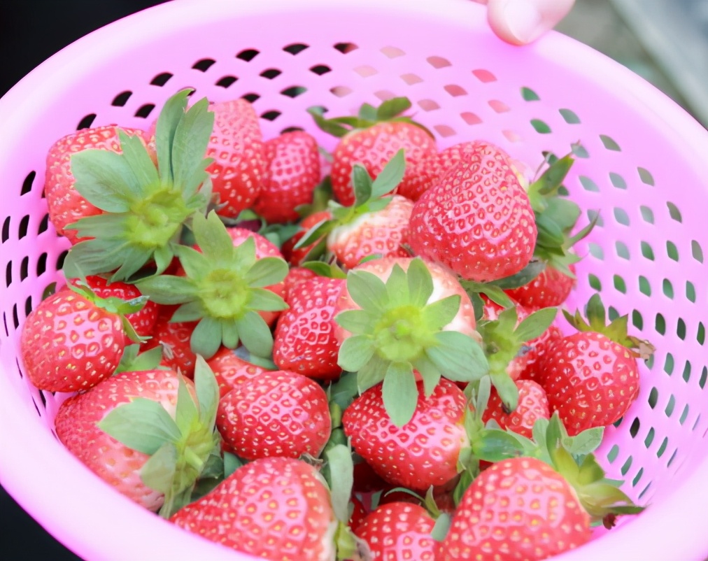 图片[2]-买草莓技巧 “这3种”草莓千万别买 水果贩自己都不吃-起舞食谱网