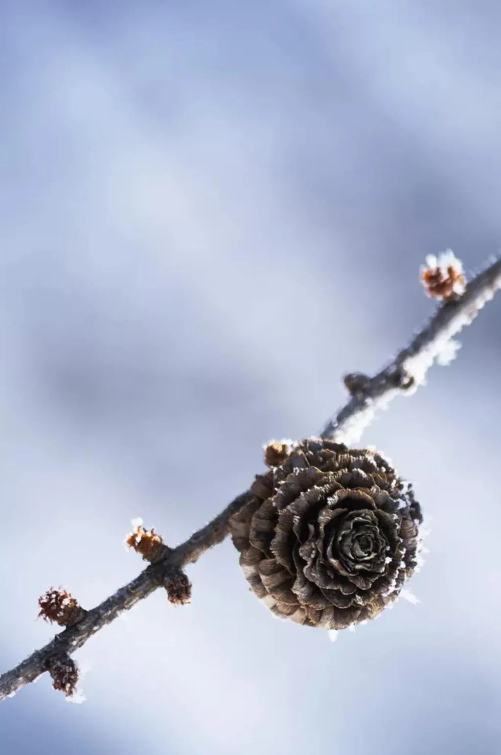 冬天的景致，虽无繁花，不够热闹，却是别有一番风味-第12张图片-诗句网