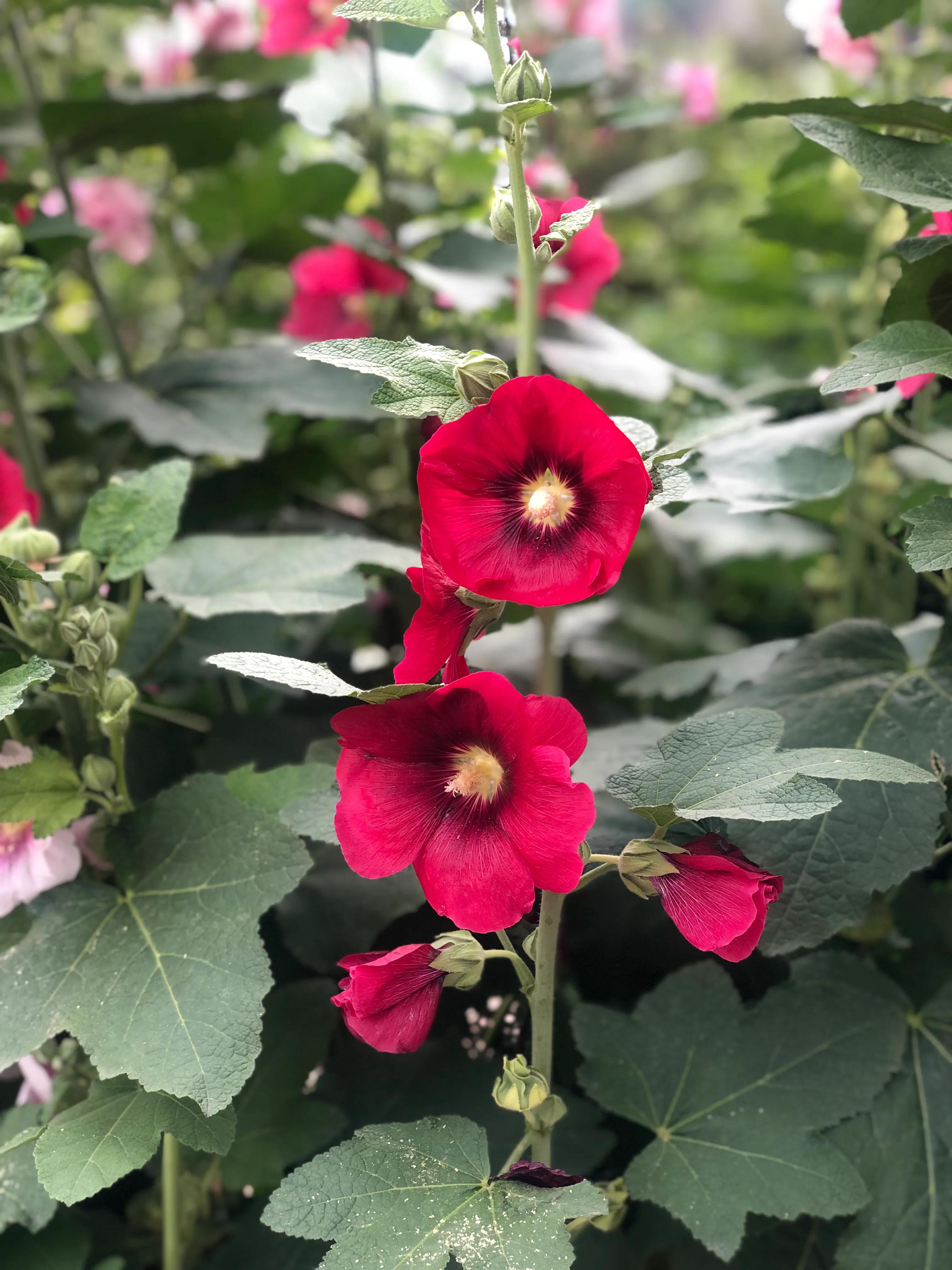 花無百日紅 卻有重開日 人無再少年 更無千日好 珍惜花開風景 老白瞬間掠影 Mdeditor