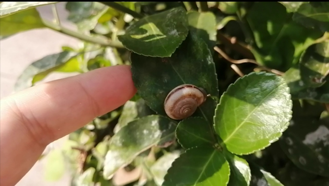 一只蜗牛爬上了干热的水泥墙，把它拿下来放到这里，让它好好生活