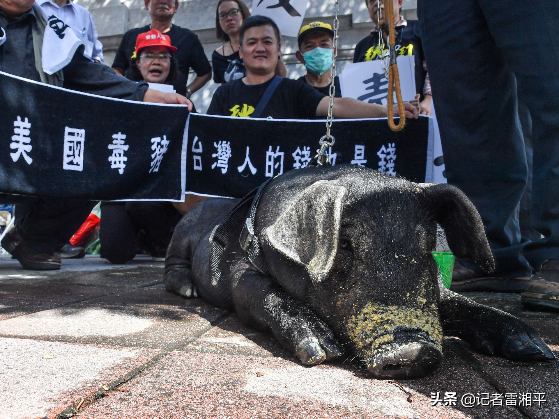 2021年第一天 蔡英文呼吁台湾同胞吃含有瘦肉精的美国猪肉