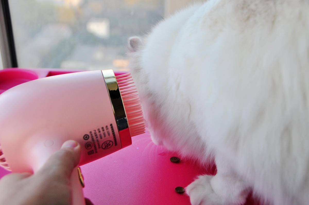 呵护宠物从吹梳开始，嗷喵喵智能宠物吹风梳体验