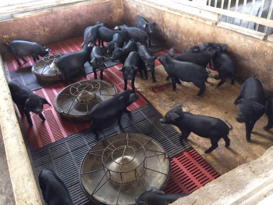 为何猪没有在进化中灭绝？看看它的祖先是谁，